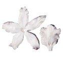 SK Great Impressions Petal Veiner Orchid odontoglossum - Squires Kitchen in vendita su Sugarmania.it