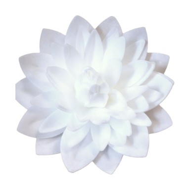  Dalia bianca 12,5 cm Fiore in cialda