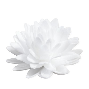 Aster bianca 18 pezzi fiori in cialda