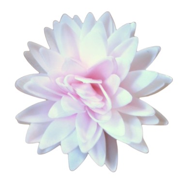 Pink shaded aster 12.5 cm Flower in a wafer