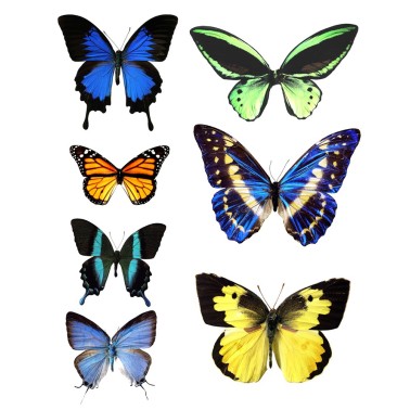 Farfalle grandi in wafer paper multicolore 1 formato A4 -  in vendita su Sugarmania.it